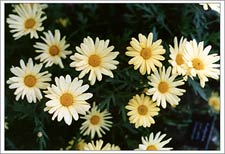 Daisies