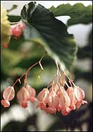 Pink Flowers