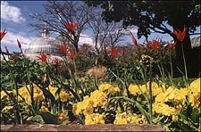Tulips with the Kibble Palace in the background Tulips