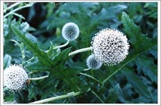 Photo: White Flowers