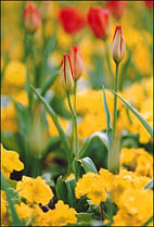 Photo: Tulips.