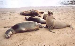 Photo: Sealions.