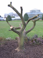 Photo: Tree in Botanics.