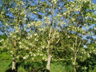 Photo: acacia tree.