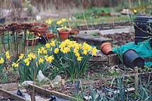 Photo: Kirklee allotment.