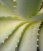 Photo: Aloe vera.