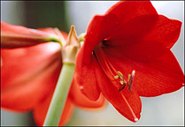Photo: Amaryllis.