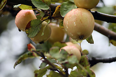 Autumn apples. Photo: Autumn apples.