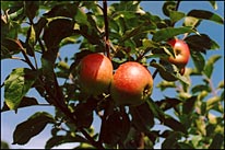 Photo: Apples from Cardross Gardens.