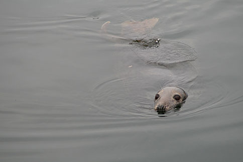 Photo: A grey seal.