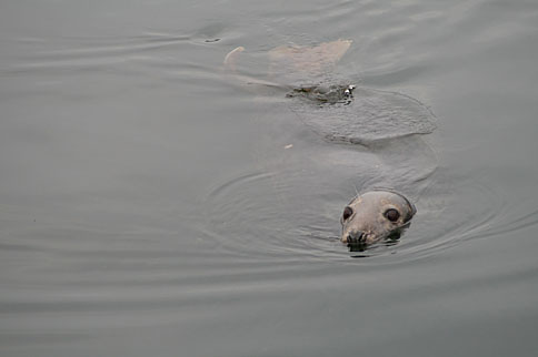 A grey seal. Photo: A grey seal.