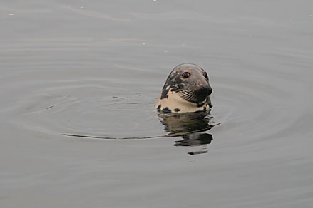 A grey seal. Photo: A grey seal.