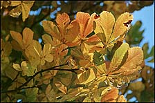 Photo: Autumn leaves.