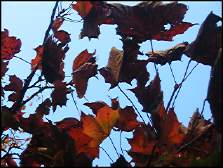 Photo: Autumn Leaves Kelvingrove Park.