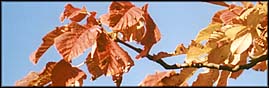 Photo: Autumn leaves.