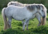 Photo: two white horses.