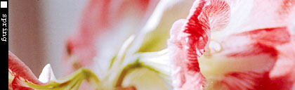 Photo: Spring flower.