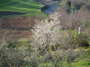 Photo: blossom.