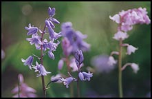 Photo: Bluebells.