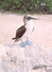 Photo: Blue Footed Boobies.