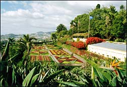 Photo: Botanic Gardens Madiera.