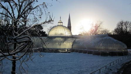 Photo: botanics in the snow.