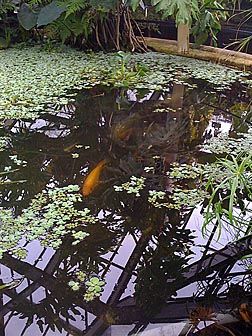 Fish pond in the Botanic Gardens. Photo: Fish pond in the Botanic Gardens.