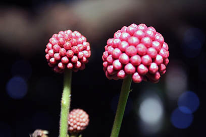 Photo: Buds Botanic Gardens.
