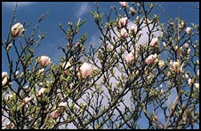Photo: Camelia.