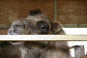 Photo: Camel.