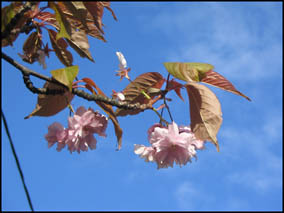 Photo: Cherry Tree Blossom.