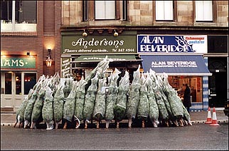 Photo: Christmas trees.
