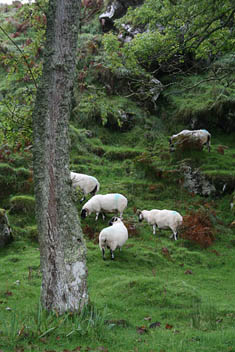 Photo: Colonsay sheep.