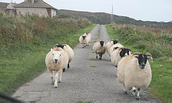 Photo: Colonsay sheep.