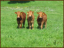 Photo: Three cows.