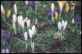 Photo: Crocus.