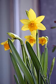 Photo: First Daffodils of the year.