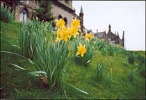 Photo: Daffodils at Glasgow University.