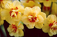 Photo: Daffodils.