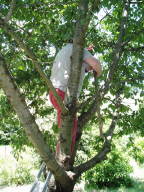 Photo: david picking cherries.