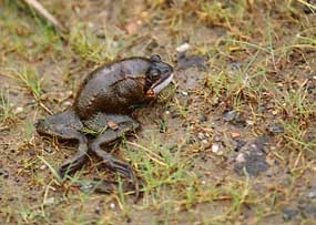 Photo: Dead frog.