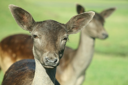 Deer at Blairdrommond Safari Park