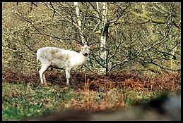 Photo: Deer.