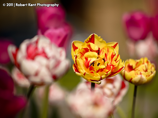 Photo: Double Tulip.