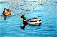 Photo: Ducks in Kelvingrove Park.