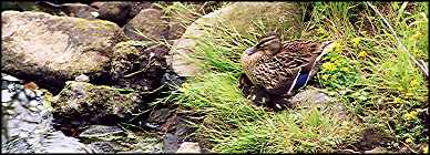 Photo: Duck and young ducks on banks of Kelvin.