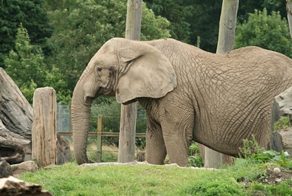 Elephants at the Safari Park