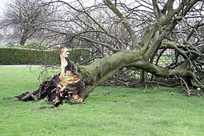 Photo: Fallen tree outside Kelvingrove Art Gallery.