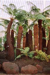 Fern in Kibble Palace. Photo: Fern in Kibble Palace.