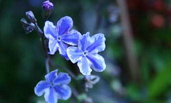 Photo: Blue flowers.
